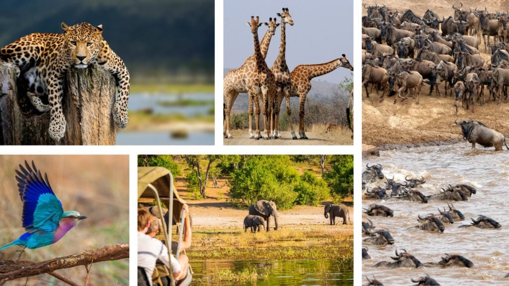 Collage of images: leopard resting on a tree stump, brightly coloured bird taking flight, four giraffes, people on a boat safari watching a group of elephants, wildebeest crossing a river. 