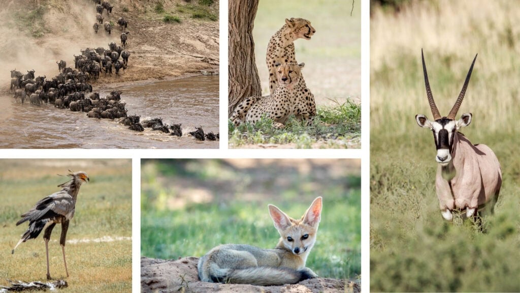 Collage of images: wildebeest herd crossing a river, two cheetahs resting in the shade of a tree an oryx in grassland, a bat-eared fox laying down, a long-legged bird in grassland. 