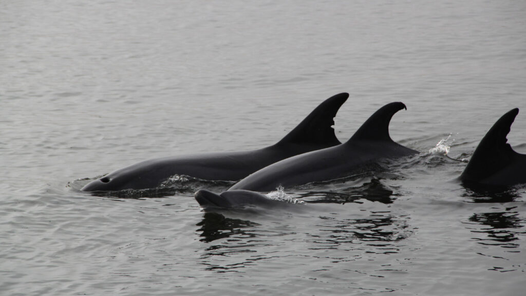 Dolphins swimming in the waters off Walvis Bay, Namibia.