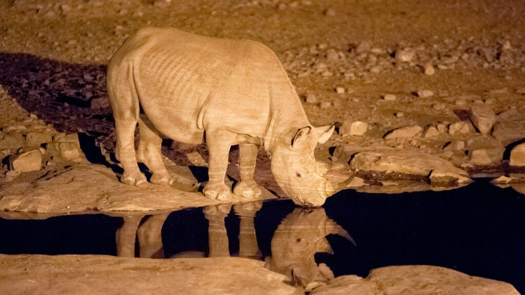 Rhino drinks at a waterhole at Halali Camp, Namibia.