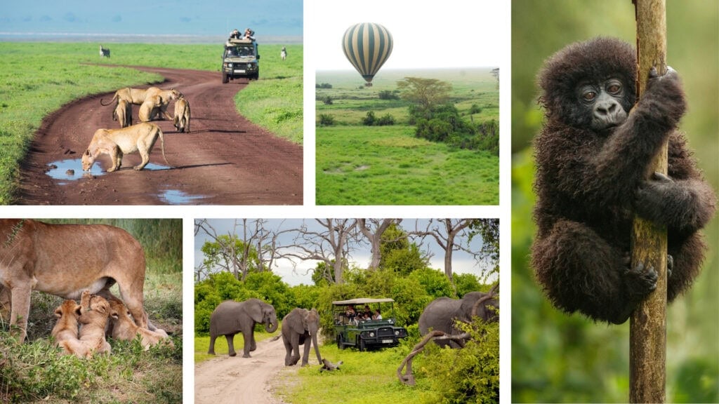 Collage of images: Lions drinking from puddles on a dirt road, a hot air balloon flying over a green landscape, a baby gorilla holding onto a stick, lion cubs nursing, three elephants and a safari vehicle. 