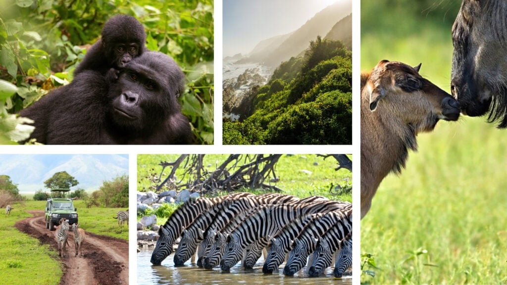 Collage of images: baby gorilla holding adult gorilla, lush rainforest mountain landscape, wildebeest with its young, group of zebras drinking, safari vehicle behind two zebras. 