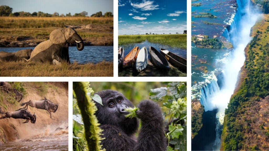 Collage of images: wildebeest leaping into a river, a gorilla eating vegetation, a rushing waterfall falling into a gorge, canoes on a river bank. 