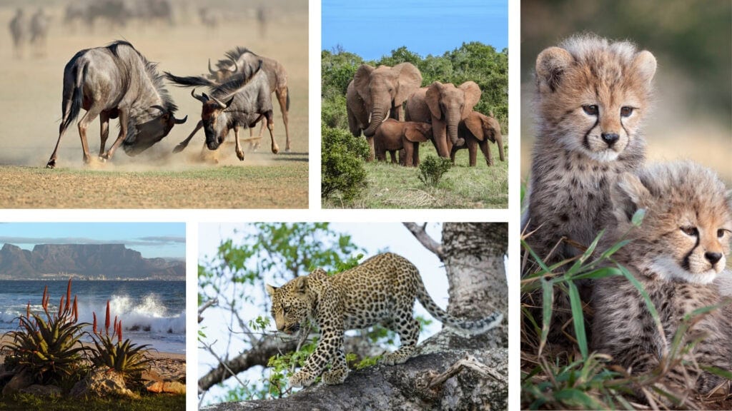 Collage of images: two wildebeest battling, a view of Table Mountain in Cape Town, a family of elephants in the wilderness, a leopard walking across a tree branch, and two cheetah cubs. 