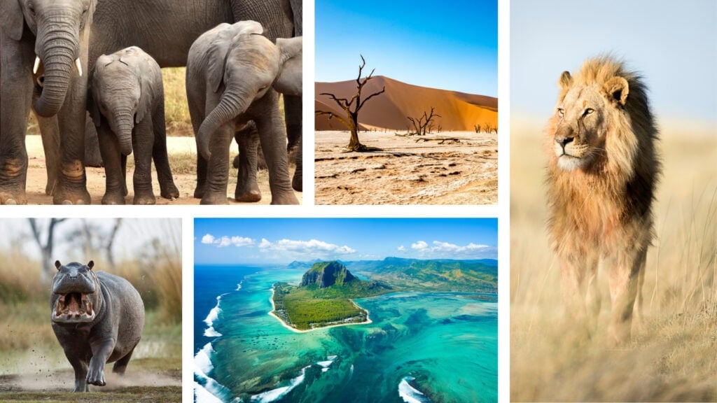 Collage of images: baby elephants, hippo walking with mouth open, green island, male lion walking in the savannah, desert landscape with dead tree and dune. 