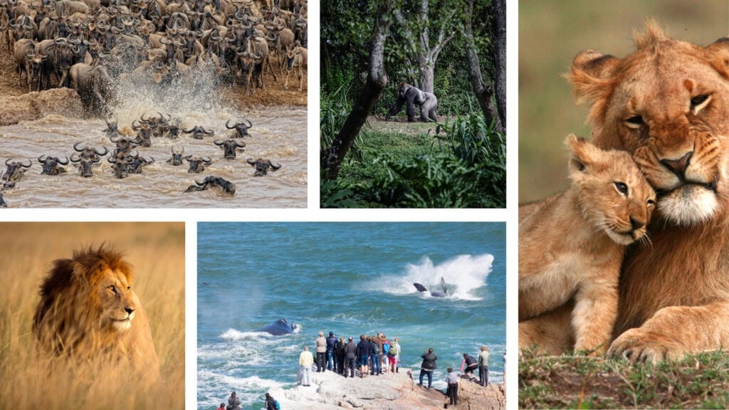 Collage of images: Male lion in the savannah, people standing on a rock watching whales, gorilla walking through a forest, wildebeest crossing a river, a lion with a cub