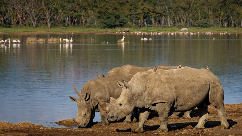 Pair of southern white rhinos in Lake Nakuru National Park, Kenya.