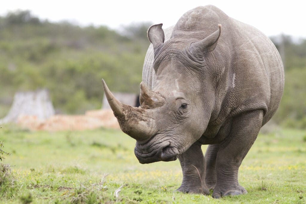 A large white rhino.