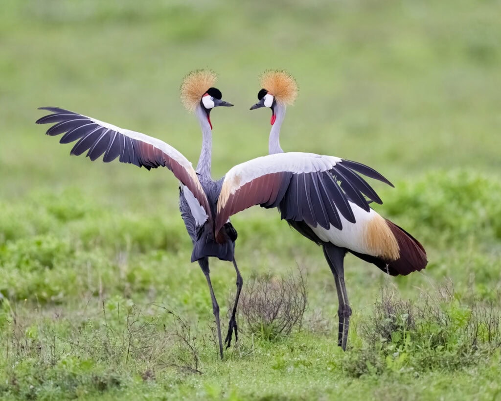 Birds in Kenya