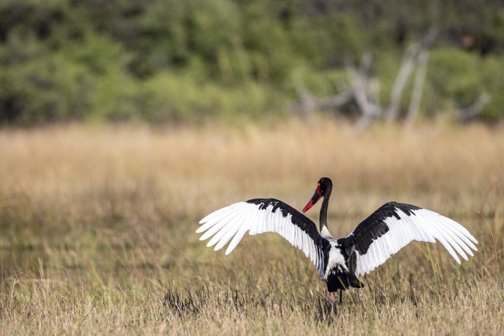 Birds in Kenya