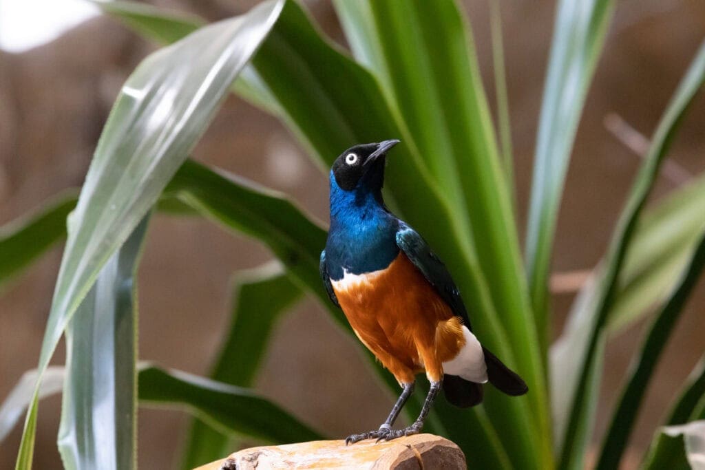 Birds in Kenya