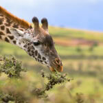 African giraffe feeding on Acacia whistling thorn at the rim of Ngorongoro Crater, Arusha Region, Tanzania, East Africa