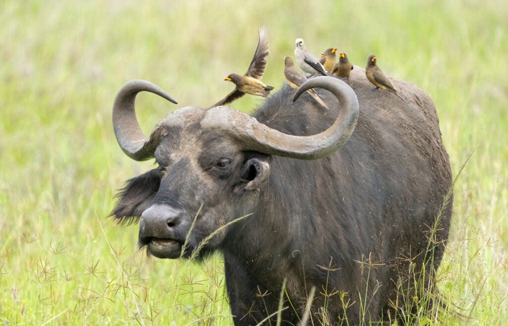 Cape Buffalo