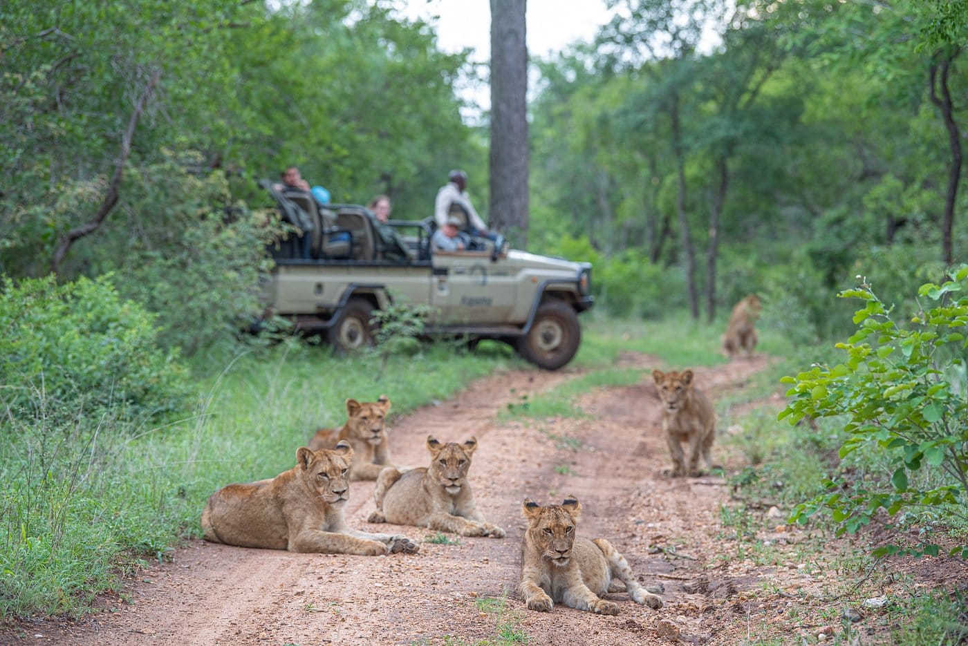 Kapama Kruger Homestead Game Drive