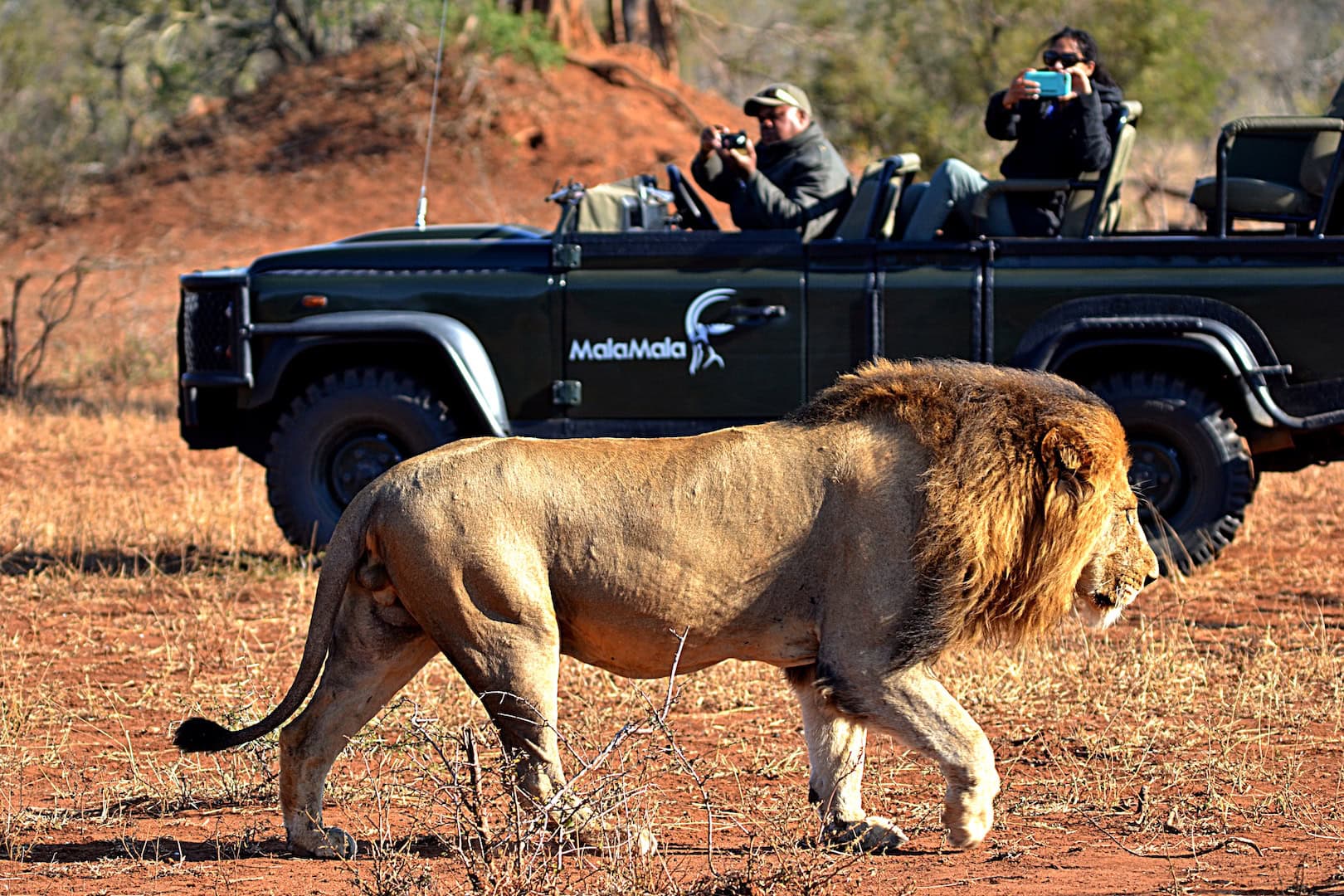 Lion walks past a safari vehicle in Mala Mala Game Reserve