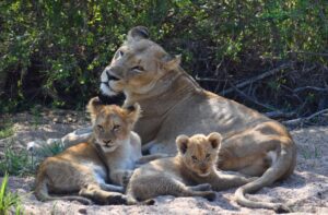 Lioness and her cubs-Photo Credits-Teresa S.