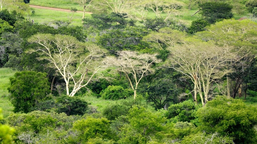 A collection of Fever Trees