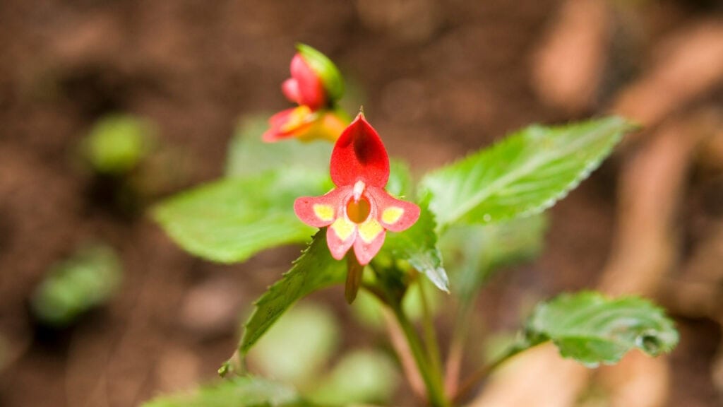 Close up of Kilimanjaro Impatiens