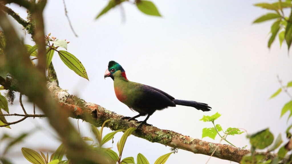 Ruwenzori Turaco in Nyungwe National Park, Rwanda