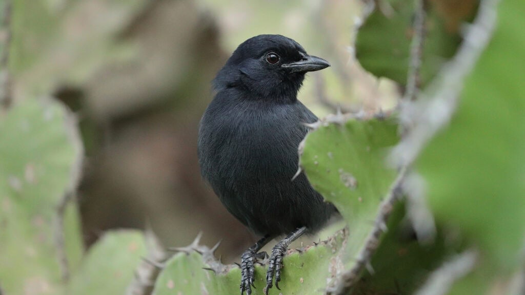 Close up of the Mountain Sooty Boubou