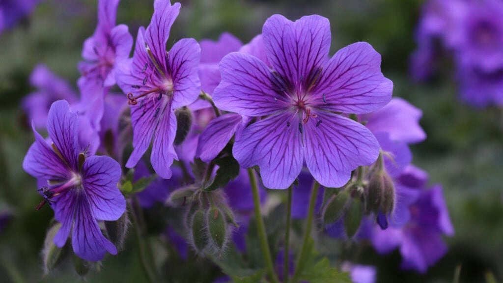 Usambara Violet from up close