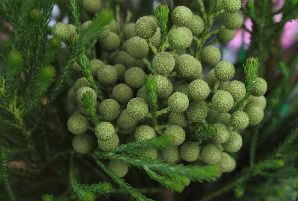 Pre-Bloomming Coffee-scented Berzelia (Berzelia albiflora)