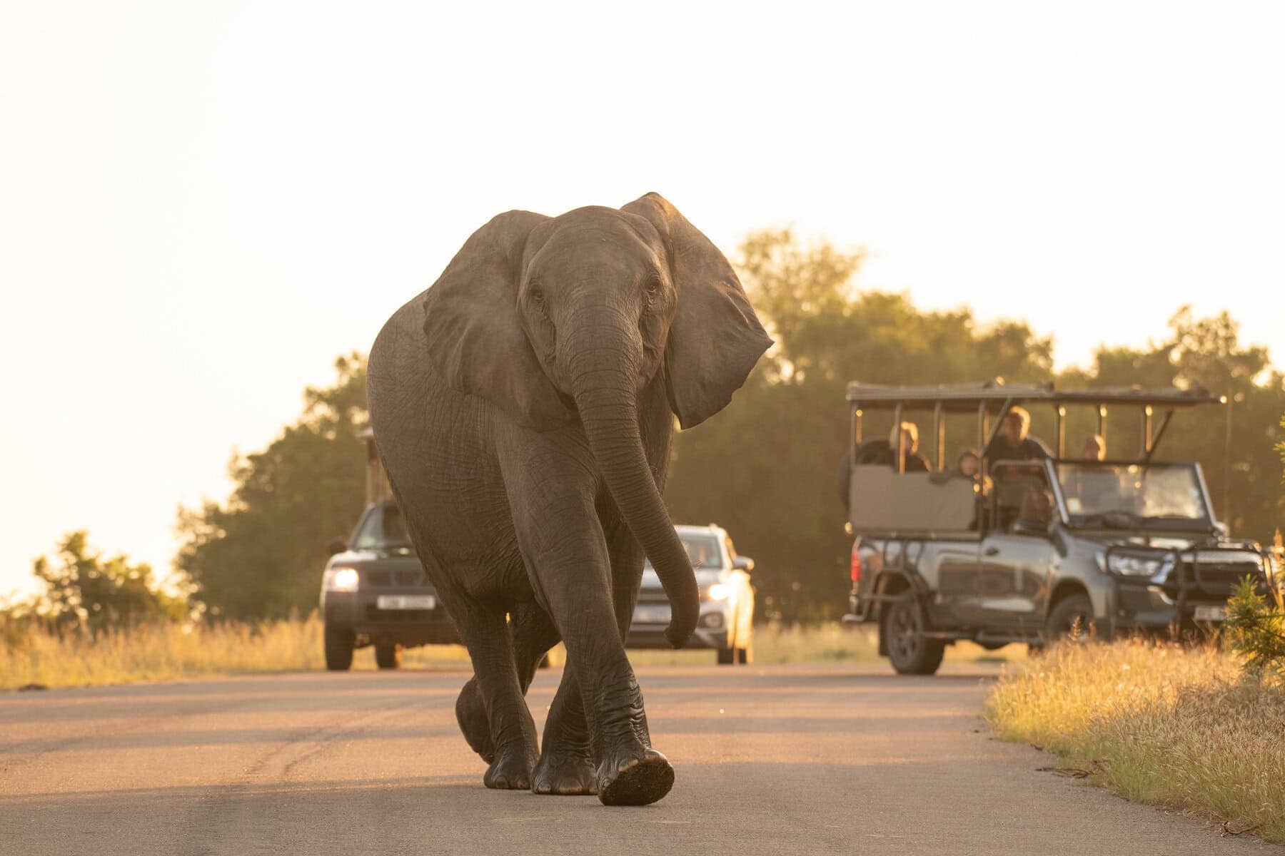 Morning Safari with elephant on road in Kruger National Park, South Africa