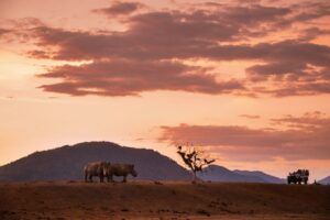 Two rhinos and a game drive vehicle at sunset in Kruger National Park