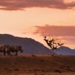 Two rhinos and a game drive vehicle at sunset in Kruger National Park. Source: South African Tourism