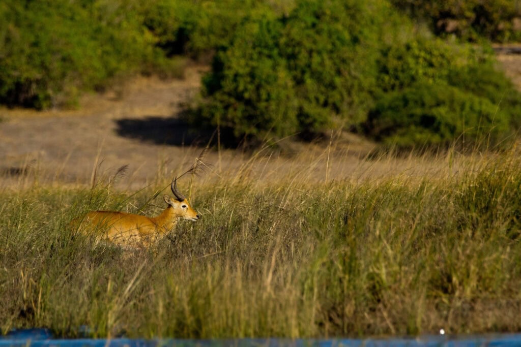 A male puku in a marshy grassland in Chobe National Park, Botswana