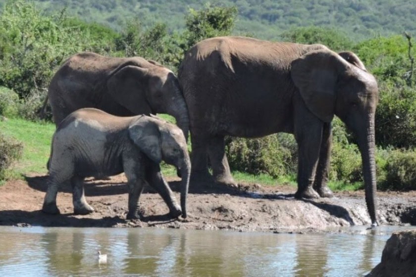 Herd of Elephants sipping some water in Addo Elephant National Park