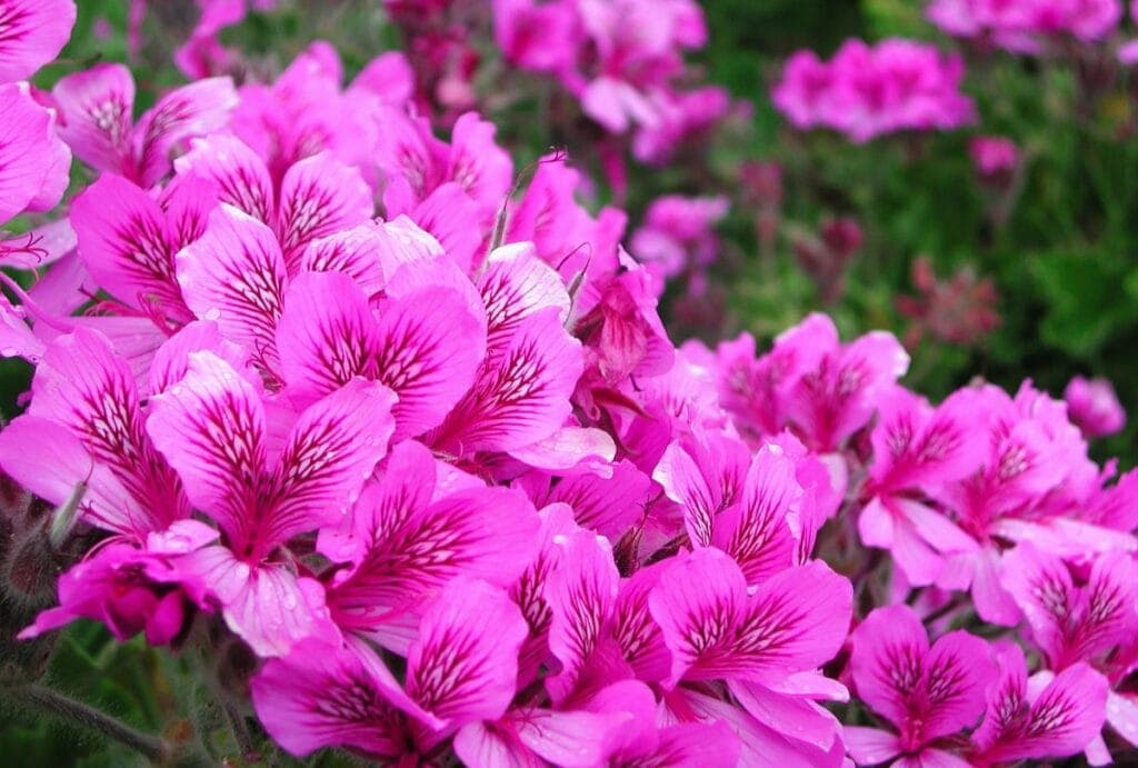 Wild Malva (Pelargonium cucullatum)