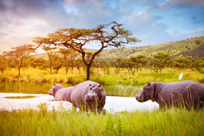 Hippos in the water in Akagera National Park, Rwanda | Photo credit: Narvikk, Getty Images via Canva