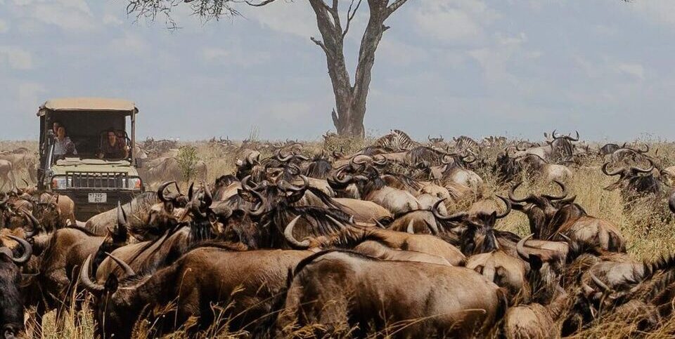 Massive herd of wildebeest and zebra in the Serengeti. Which you can see on a Tanzania safari. 