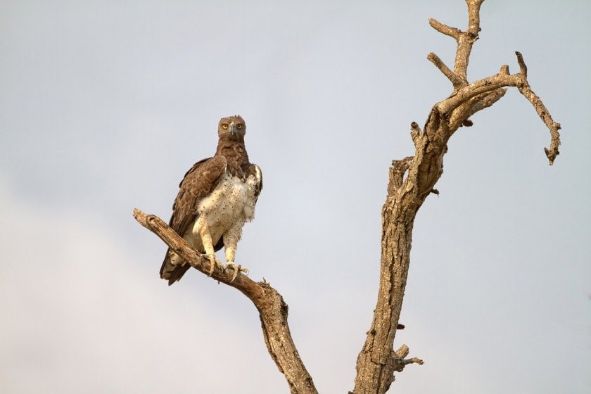 Martial Eagle sitting on a tree in the Kruger National Park