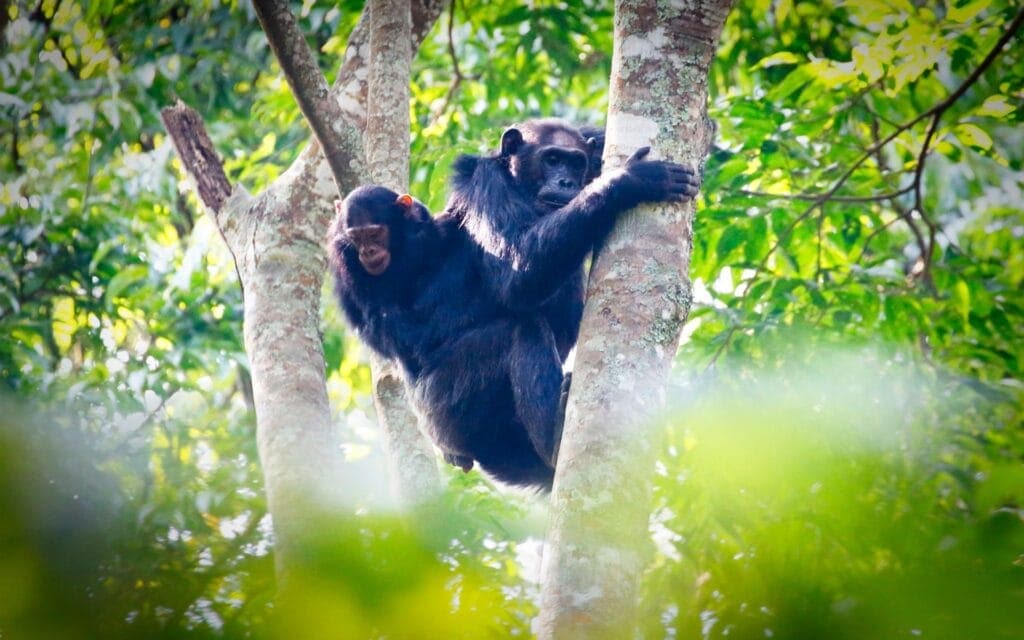 Chimpanzees in trees in Nyungwe National Park, Rwanda | Photo credit: Narvikk from Getty Images via Canva