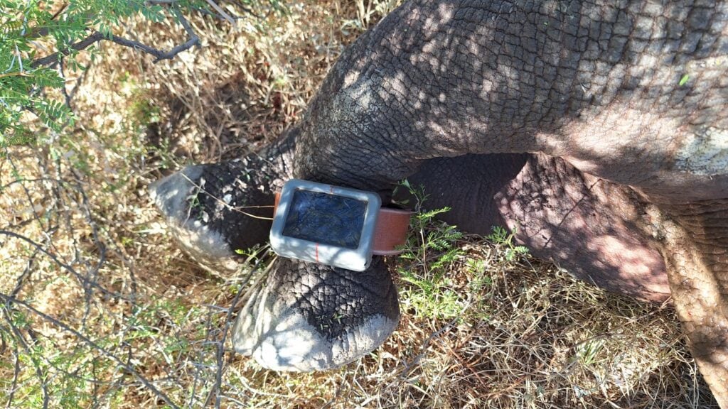 Rhino lef with an AI collar