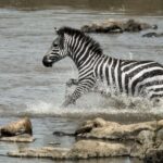 Zebra Crossing River, Serengeti National Park, Image Credit, Canva