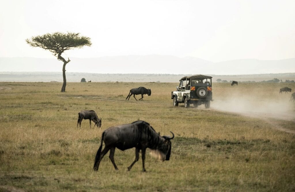 A game viewer vehicle drives past wildebeest in the Masai Mara.