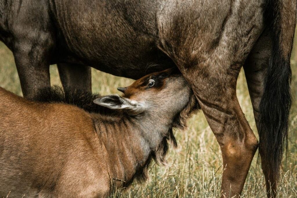 A wildebeest calf nurses from its mother.