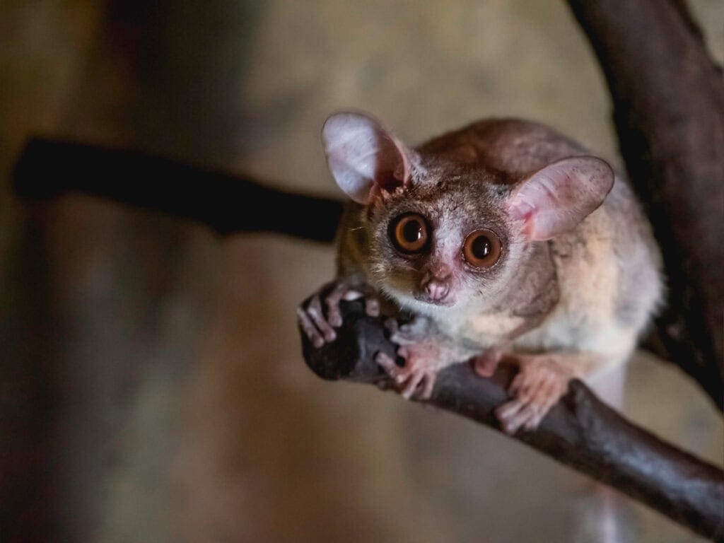 Senegal bush baby or Galago senegalensis. Small primate also known as Senegal galago, lesser galago or lesser bush baby.