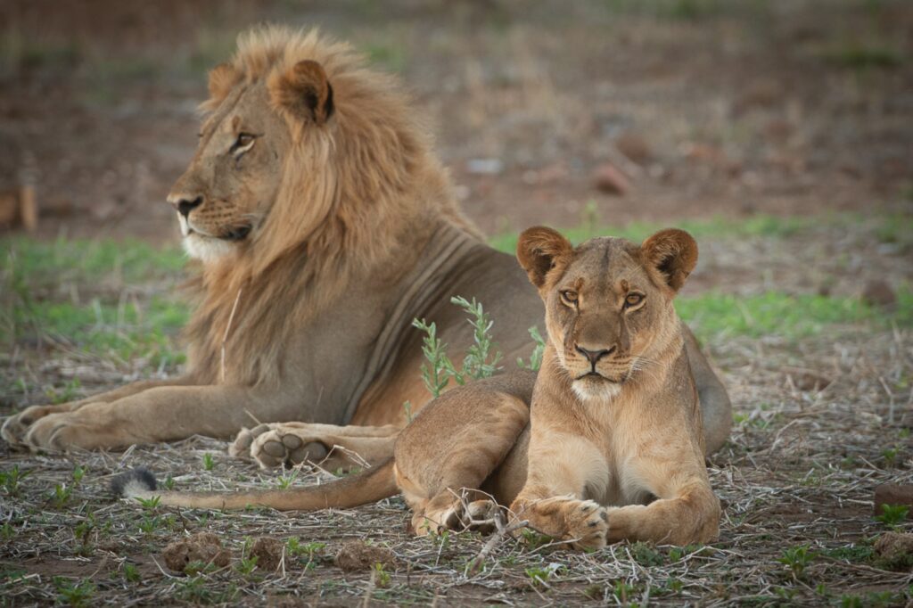 Lion Couple | Photo credit: Hideaways Bumbusi Wilderness Camp