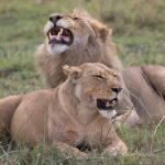 Pair of Lions in the Okavango Delta | Photo credit: Pedro Ferreira Do Amaral via Canva