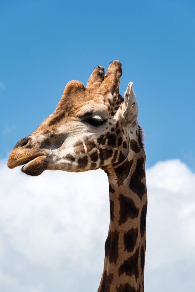 Side closeup of the northern Giraffe.