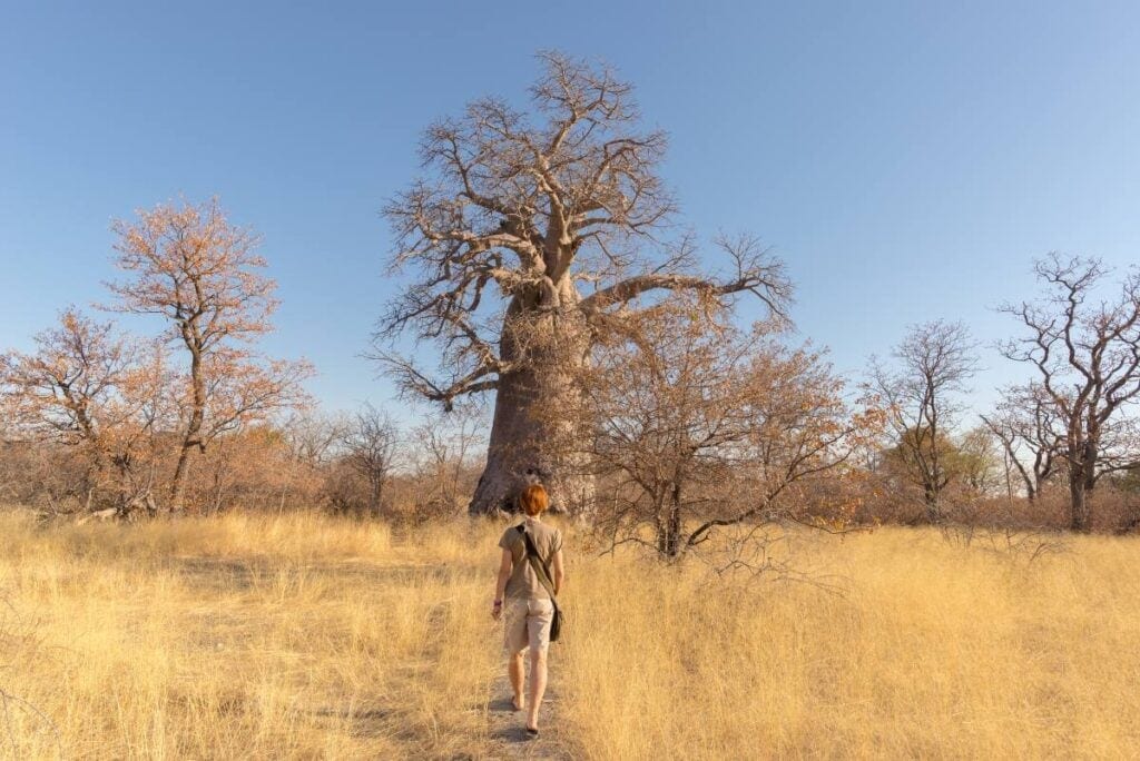 Walking towards a baobab tree.