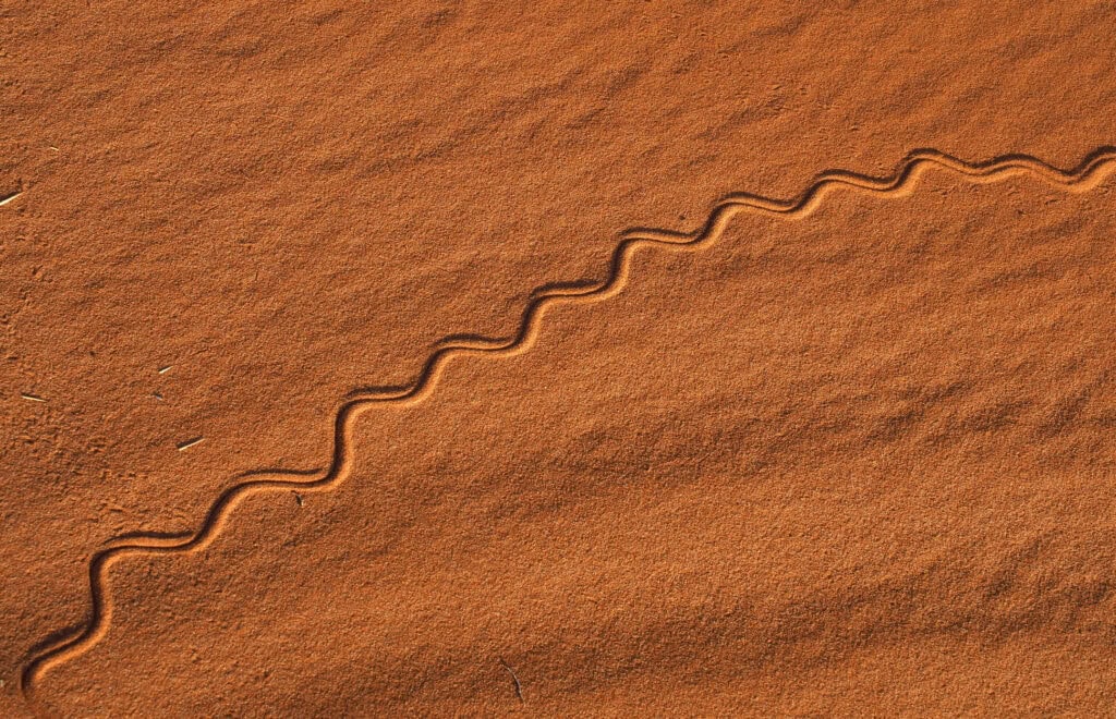 A wavy trace on the Namib Desert Sand