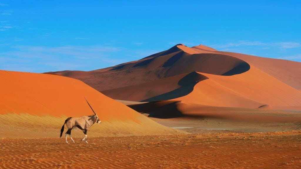 Orynx walking across the dessert in Namibia with sand dunes in the background.