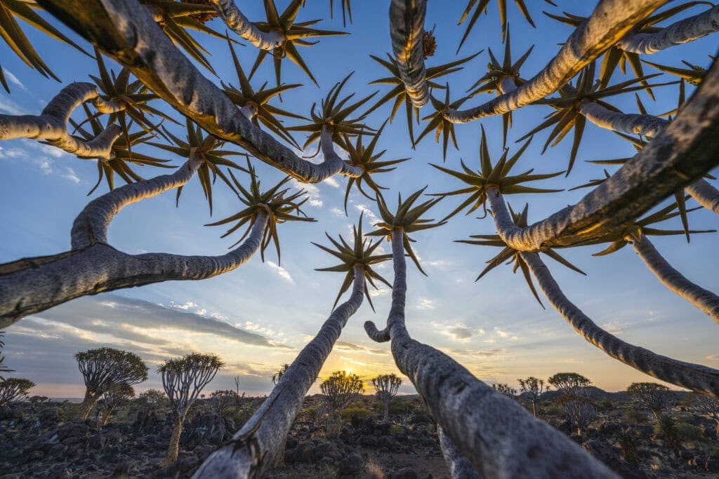 Quiver Tree forest at sunset, Namibia.