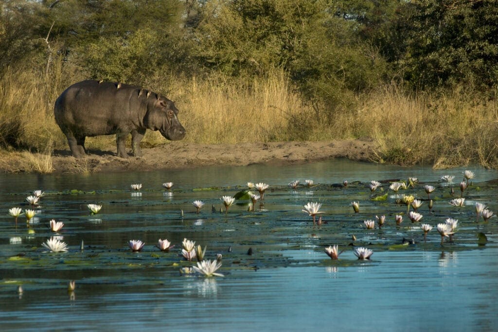 Hippo with birds on its back stands on edge of river in Caprivi Strip, Namibia. Photo: Getty Images