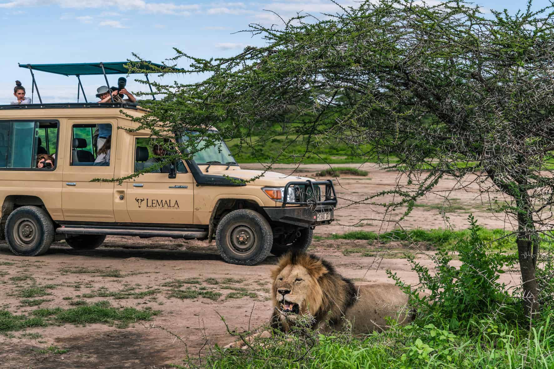 Game drive spotting a lion on an African lion safari